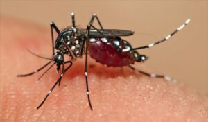 Pesquisa mostra que placenta no início da gravidez é mais sensível à infecção por zika