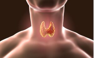 Principais Disfunções da Tireóide – por Vanessa Cardoso